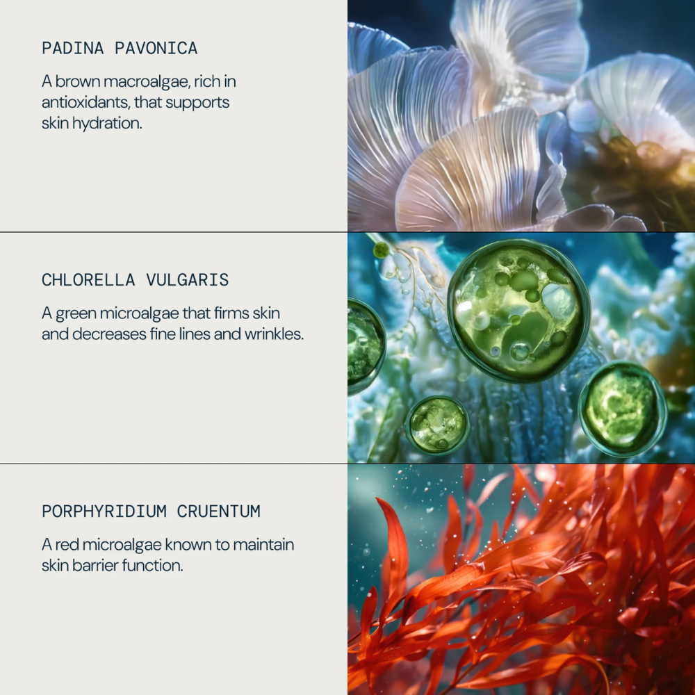 Crème Marine Pro-Collagen